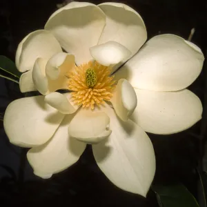 Michelia doltsopa