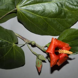 Hibiscus elatus