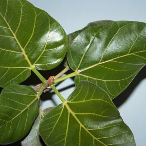 Ficus benghalensis