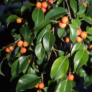 Ficus benjamina