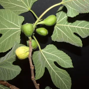 Ficus carica