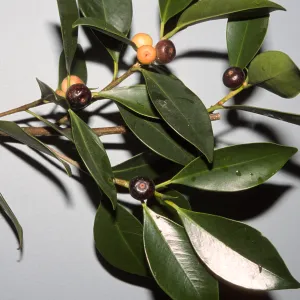 Ficus microcarpa var. nitida