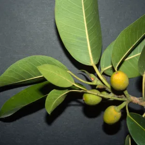 Ficus watkinsiana