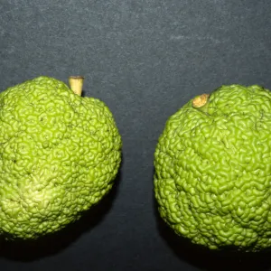 Maclura pomifera