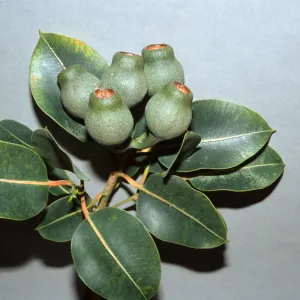 Corymbia calophylla, also called Eucalyptus calophylla