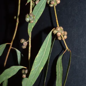 Eucalyptus cephalocarpa