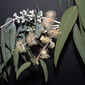 Eucalyptus cinerea