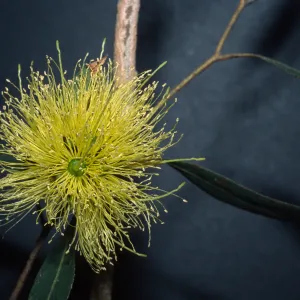 Eucalyptus cornuta