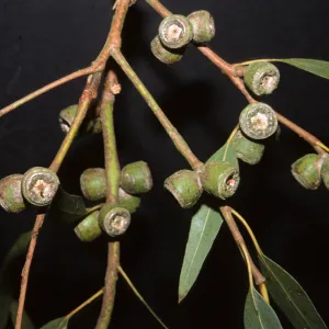 Eucalyptus cosmophylla