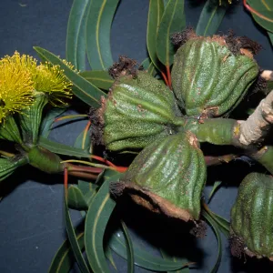 Eucalyptus erythrocorys