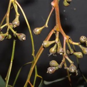 Eucalyptus fibrosa subs. fibrosa