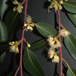 Eucalyptus grandis