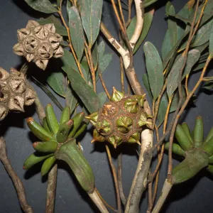 Eucalyptus lehmannii