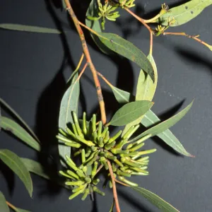Eucalyptus macrandra