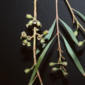 Eucalyptus odorata