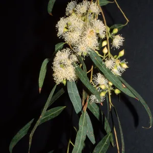 Eucalyptus punctata