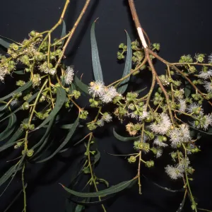 Eucalyptus viminalis