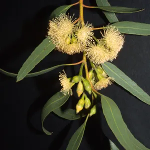 Eucalyptus woodwardii