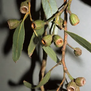 Eucalyptus woodwardii