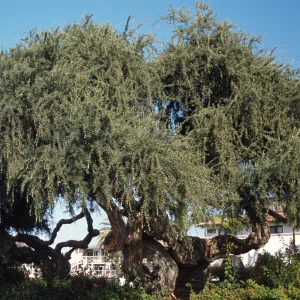 Leptospermum laevigatum