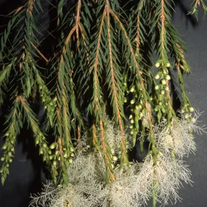 Melaleuca linariifolia