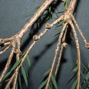 Melaleuca linariifolia