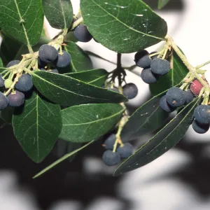 Phillyrea latifolia