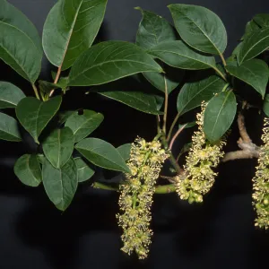 Phytolacca dioica