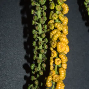 Phytolacca dioica