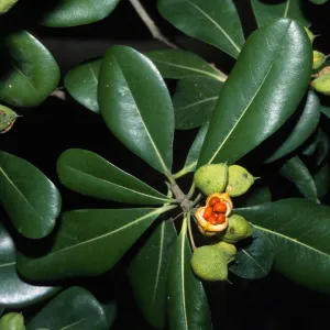 Pittosporum tobira