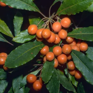 Pittosporum undulatum