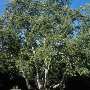 Platanus racemosa