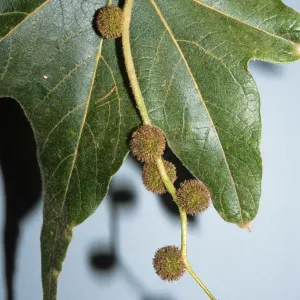 Platanus racemosa