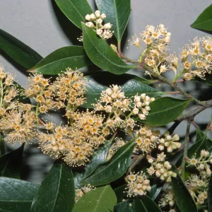 Prunus caroliniana