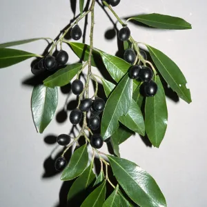Prunus caroliniana