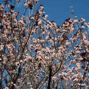 Prunus cerasifera 'Atropurpurea'