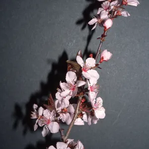 Prunus cerasifera 'Atropurpurea'