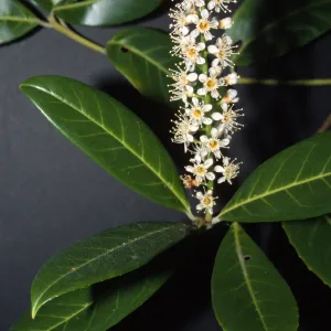 Prunus laurocerasus