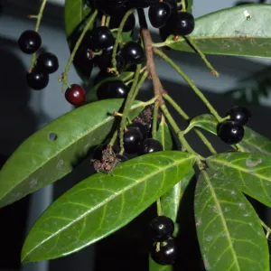 Prunus laurocerasus