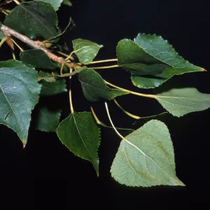 Populus nigra 'Italica'