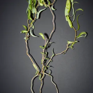 Salix matsudana 'Tortuosa'