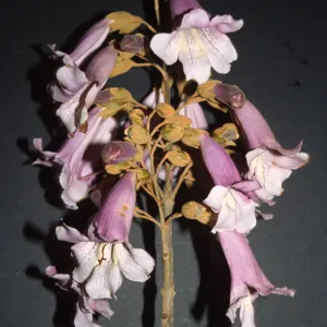 Paulownia tomentosa