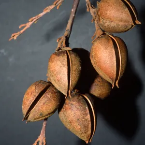Paulownia tomentosa