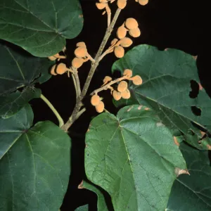 Paulownia tomentosa