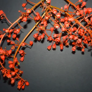 Brachychiton acerifolius