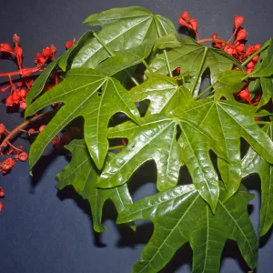 Brachychiton acerifolius