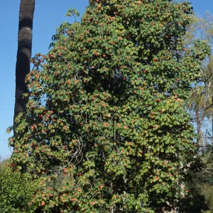 Dombeya cacuminum