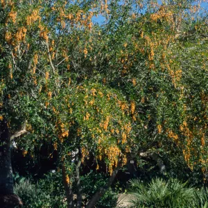 Duranta repens or Duranta erecta