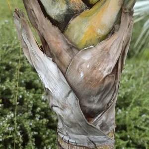 Dypsis decaryi
