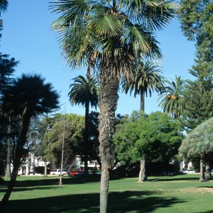 Trachycarpus fortunei